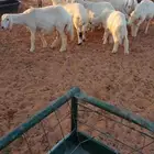 رخال الاعمار 4 شهور العدد 10