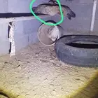 دجاج بلدي