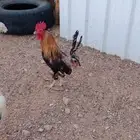 ديك ترثه