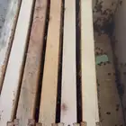 نحل بلدي عيدان فرنجي