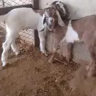 عنز متبع بثنين جفره وتيس