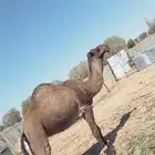 فحل ابل للبيع