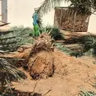 نخل بثمره التوصيل مجاني