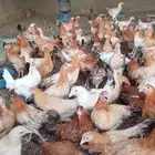 دجاج بلدي فواتح