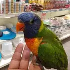 ببغاء لوري اليف