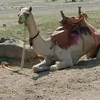 ركبي طايع على شرط السن رباع