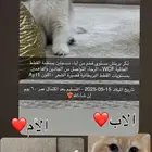 كيتن بريتش بيور - مستوى بطل ( Blue eyes )