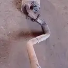 شكمان هايلكس الوصله الكبيره