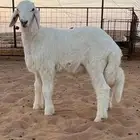 مشروع فحل صنف الصنف العمر شهرو 15 يوم