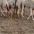 للبيع حشو قصب
