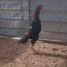 ديك شامو الماني