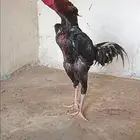 ديك شامو الماني هزاز