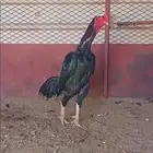 ديك شامو الماني