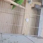 ذكور روز دم لونق فيذر