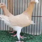 للبيع حبتين همر
