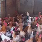 دجاج بلدي