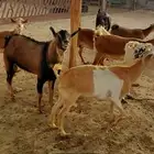 تيس جنوبي مهجن فحل