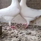 للبيع جوز همر ابيض صافي