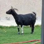 عنز معها تيس وجفره