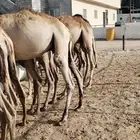 قعدان صومالي مفاريد تبارك الله