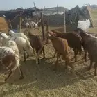 سواكن. شحم رخال