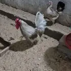 للبيع ديك بلدي