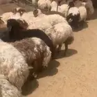 نعيمي أردني جذعان وثنيان فل ماشاء الله