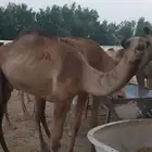 قعدان صومالي مفاريد ماشاء الله