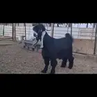 ( تم البيع )جذع عارضي كفو منوة القناي