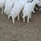 اضاحي للبيع تم البيع