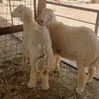 طليان اضاحي للبيع تفريد