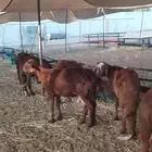 طليان سواكن حمري مرابي فل