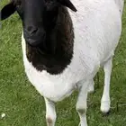 للبيع خرفان بربري بكميات كبيره بمكه للجادين فقط