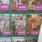 بيع الاضاحي