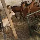 تيوس ممتازة شحم
