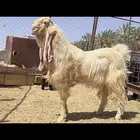 ( تم البيع )فحل معزا ابيض مشروك صنف فاخر