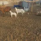 خلفات نجدية ورفيدي. وسواكن