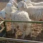 رخال دفيع وضريع.. وخلفات مشكل
