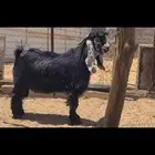 ( تم البيع ) جذع عارضي كفو جاهز للهداد.