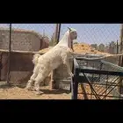 ( تم البيغ ) تيس جذع مشروك ابيض ابرص طيب.