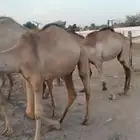 قعدان صومالي مفاريد تبارك الله