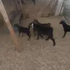 سمحه تيوس للبيع