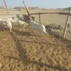 فحل مشروط . ورخال ثنايا مقاني وخلفات