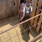 جفره عارضيه مقنى حو