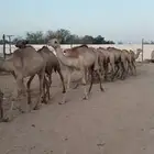 قعدان حشو مفاريد تبارك الرحمن