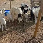 طليان رفيدي وبهم.. وضان رفيدي خلفات وفحلها