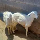 رخال حري جذعات