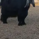 تم البيع ولله يبارك للجميع