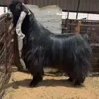 تم البيع