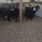 معزا وفحول للبيع